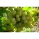 Altai white grapes, spring 2024, 1 pc.