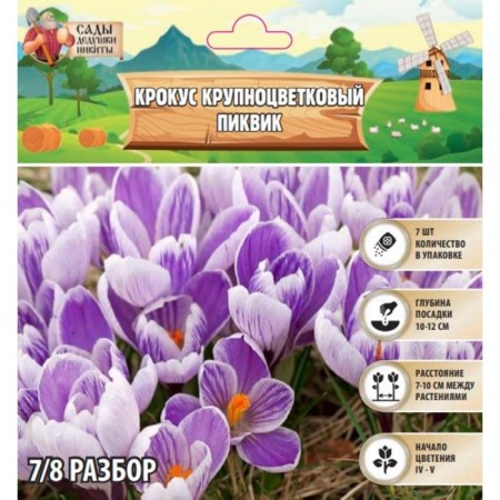 Crocus Large-flowered Pickwick, rr 7/8, 7 pcs, autumn 2024