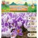 Crocus Large-flowered Pickwick, rr 7/8, 7 pcs, autumn 2024