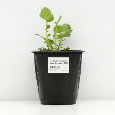 Gravilate Chilean "Lady Strafden", pot C3, 1 pc, Spring 2024-2