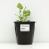 Gravilate Chilean "Lady Strafden", pot C3, 1 pc, Spring 2024
