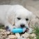 Chewing toy "Element", 17 x 3.2 cm, blue/pink
