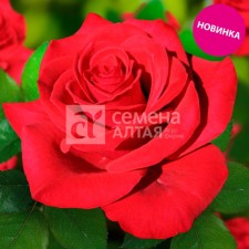 Rose tea-hybrid samurai