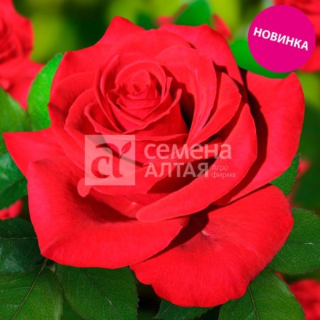 Rose tea-hybrid samurai