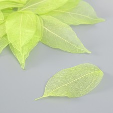 The leaves skeletoned for creativity are 