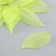 The leaves skeletoned for creativity are "green" set 20 pcs h = 6-6.5 cm