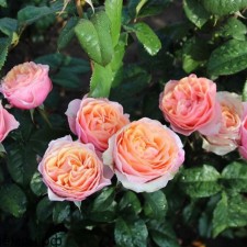 Seedling rose 