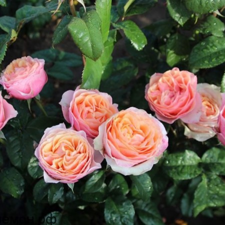 Seedling rose "Edith", tube, spring 2025