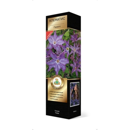 Clematis large -flowered luxury "Plett", 1 pc, tube, spring 2025