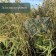 The grid shade for the fence, camouflage, green-beige, density 40 g/m², length 3 m, width 3 m