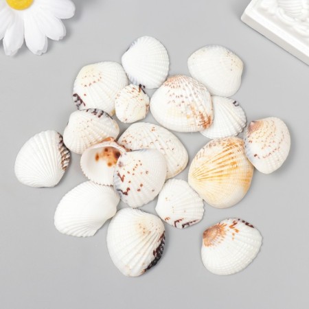 Decorative shells "Venus Clam" 20 pcs