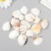 Decorative shells "Venus Clam" 20 pcs