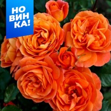 Rose Floribunda Phoenix