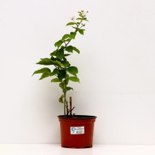 Black Black Black Magik, C2 pot, H20-40 Height, 1 pc, summer 2024