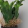 Bonsai in the pot "Calla premium extram" 24x10.5 cm, mix