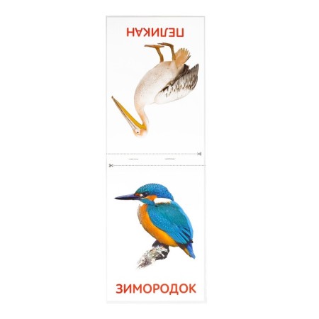 Educational cards of Doman "Birds", on the paperwork, 20 p.-1