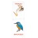 Educational cards of Doman "Birds", on the paperwork, 20 p.