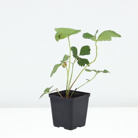 Strawberries Garden Fernando, P9 Pot, 1 pc, summer 2024-1