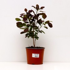 Zacon's mackerel piano, pot with 2, 1 pc, summer 2024
