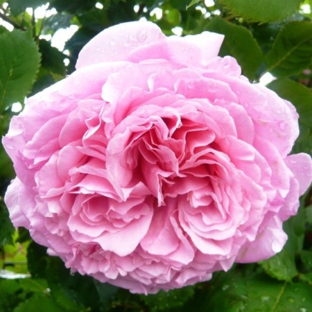 Seedling Rosa Klaimber (climbing) Brienvenu, 1 pc, spring 2024