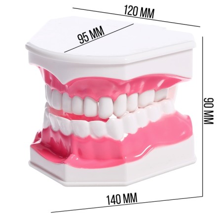 Game set "Human Jaw Model", 12 × 9 cm, with a brush, a mix of a mix-3