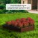 The flowerbed is galvanized "trapezoid", d = 60 cm, h = 15 cm, brown, Greengo