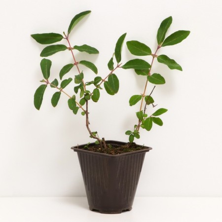 Honeysuckle edible Moren, C2 pot, H20-40 Height, 1 pc, summer 2024-1