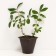 Honeysuckle edible Moren, C2 pot, H20-40 Height, 1 pc, summer 2024