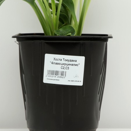Khosta Tudauma "Flavocyricinalis", pot C3, 1 pc, spring 2024-3