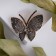 Brooch "Butterfly", the color is gray-black in gold