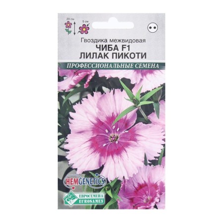 Flowers Carnation Inter -venaled Chib Lilak Pikoti, 5 pcs