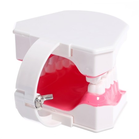 Game set "Human Jaw Model", 12 × 9 cm, with a brush, a mix of a mix-5