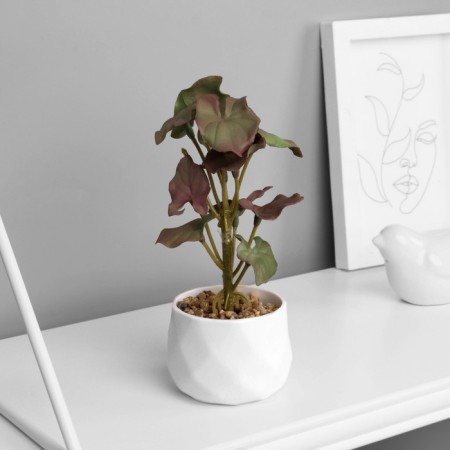 Bonsai in the pot "Filodendron Sello" (soft sheet) 12x6 cm, mix-2