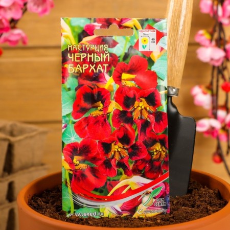 Flower seeds nasturtium "Black velvet", 9 pcs-2