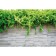 Photo Banner, 300 × 160 cm, with photo printing, eyelets step 1 m, "gray wall", Greengo