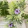 Bouquet "Meadow with flowers" 15 cm (packing 5 pcs, price for 1 pc) mix