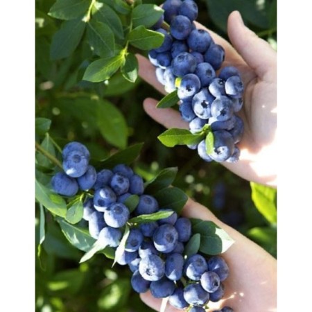 Blueberries tall Legasi, C5 pot, 1 pc, summer 2024