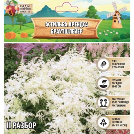 Astilba Lesson "Brautschleier" rr II, 2 pcs, spring 2024