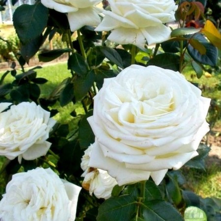 Sahenian Rosa Meyan Tea-Hybride "Pierre Arditi", tube, 1 pc, spring 2025