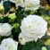Sahenian Rosa Meyan Tea-Hybride "Pierre Arditi", tube, 1 pc, spring 2025
