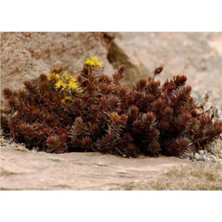 Sedum (Clean) Chokolait Ball, P9 P9, 1 pc, Summer 2024