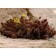 Sedum (Clean) Chokolait Ball, P9 P9, 1 pc, Summer 2024