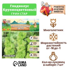 Гладиолус Крупноцветковый "Грин Стар", р-р 8/10, 7 шт,
