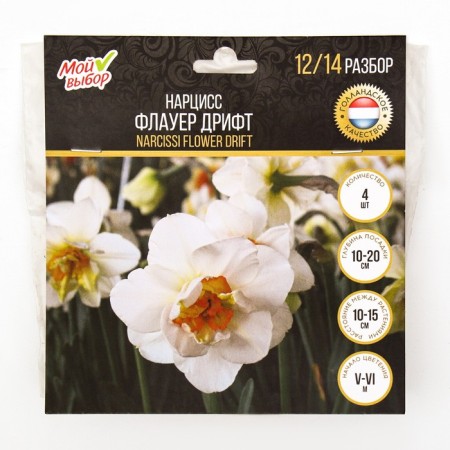 Narcissus Flauer Drift, river 12/14, 4 pcs, autumn 2024-2