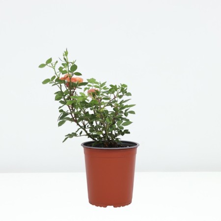 Rose miniature ninetta, C3.5 pot, H15-25 Height, 1 pc, summer 2024-1