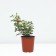 Rose miniature ninetta, C3.5 pot, H15-25 Height, 1 pc, summer 2024