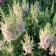 Astilba Chinese Milk and Honya, C1.5 pot, H10-50 height, 1 pc, summer 2024