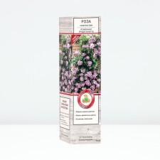 Seedling rose Plesy 