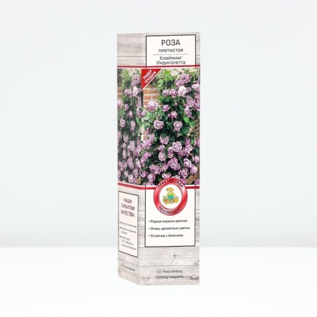 Seedling rose Plesy "Claiming Indigolett", tube, 1 pc, spring 2025