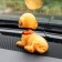 Dog on a car panel shocking his head, SP15